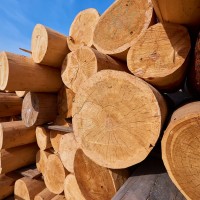 Торговая компания из Череповца закупит лесоматериалы при господдержке